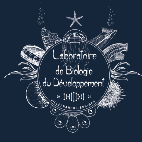 Infographie pour le logo du LBDV pour T-shirts, réalisé par Mohamed Khamla (2021)