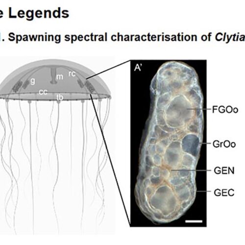 Spawning spectral characterisation of Clytia Hemisphaerica ovaries.