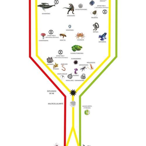 Tree of life - histoire chronologique de la vie, infographie.
