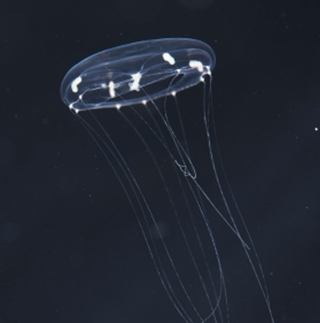 Le génome de Clytia révèle les origines de la méduse